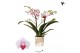 Phalaenopsis multiflora floriclone safe haven Kolibri Orchids Phalaeno 