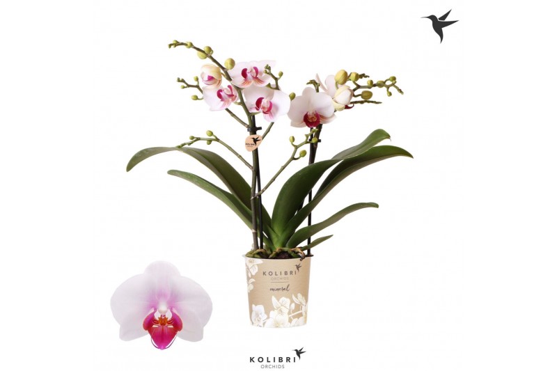 Phalaenopsis multiflora floriclone safe haven Kolibri Orchids Phalaeno 