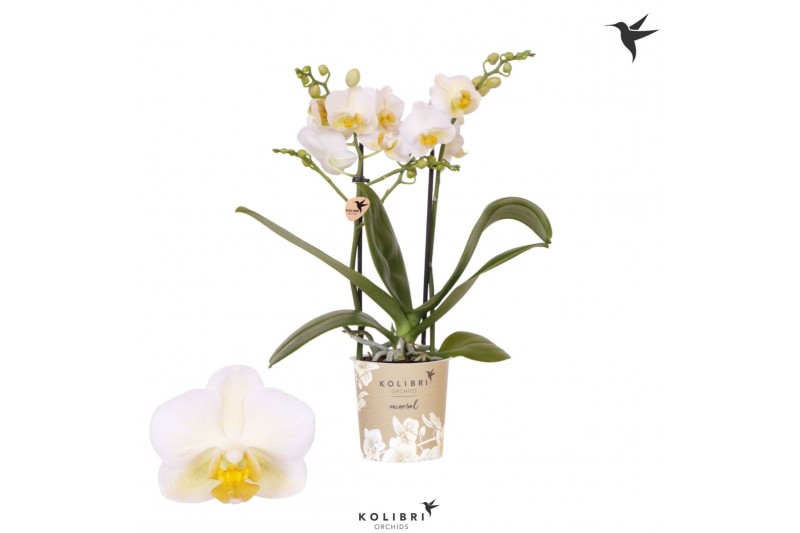 Phalaenopsis multiflora geel Kolibri Orchids Phalaenopsis Hawaii 2 spi 