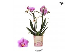 Phalaenopsis multiflora roze Kolibri Orchids Phalaenopsis Montenegro 2