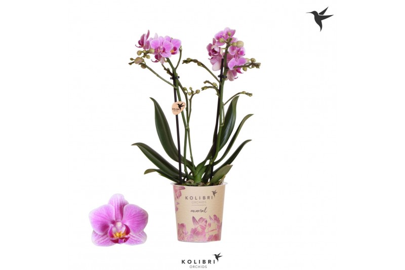 Phalaenopsis multiflora roze Kolibri Orchids Phalaenopsis Montenegro 2 