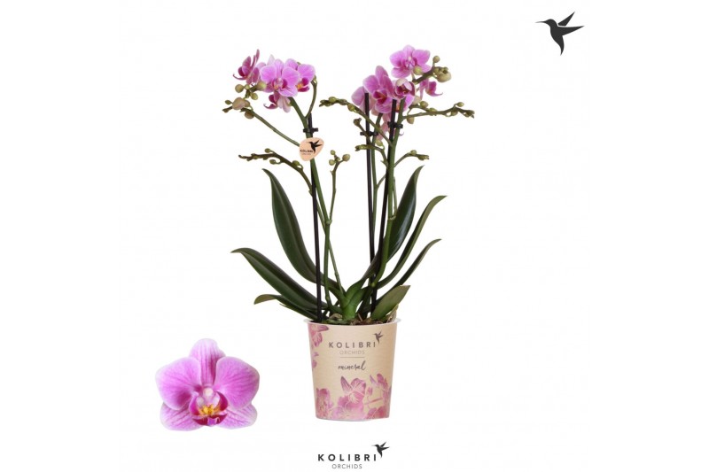 Phalaenopsis multiflora roze Kolibri Orchids Phalaenopsis Montenegro 3 