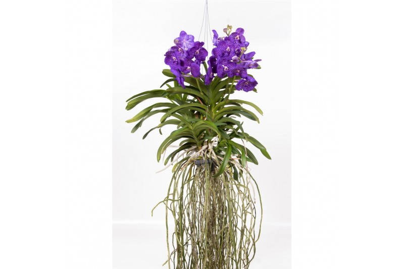 Vanda hybriden Vanda Tweed Blue Motherplant XL 1 tak/plnt 