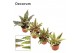 Cryptanthus mix (Decorum) 