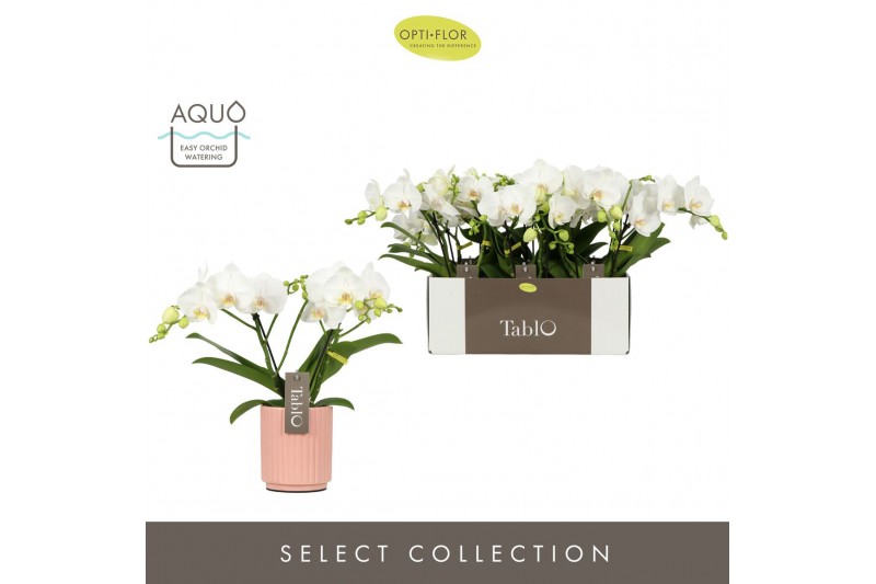 Phalaenopsis wit Tablo Champagne 2 spike in Molise Salmon Aquo 25 bl.  