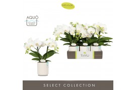 Phalaenopsis wit Tablo Champagne 2 spike in Molise White Aquo 25 bl. 2