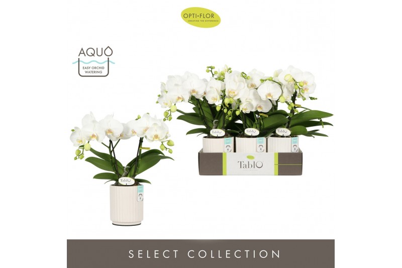 Phalaenopsis wit Tablo Champagne 2 spike in Molise White Aquo 25 bl. 2 