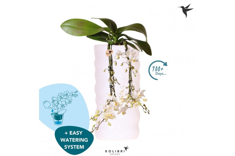 Phalaenopsis multiflora wit Kolibri Orchids Phalaenopsis Victoria Fall 