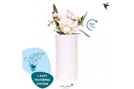 Phalaenopsis multiflora wit Kolibri Orchids Phalaenopsis Nazare 4 spik