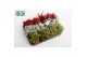 Rhipsalis mix Winterbeauty Rhipsalis Glitter & Snow mix 