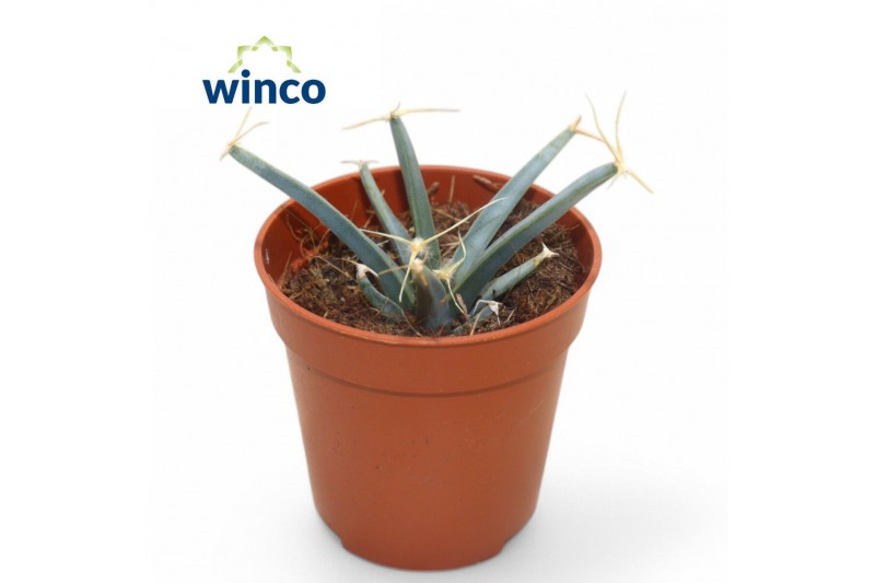 Succulenten Leuchtenbergia Principus1 pp 