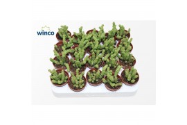 Crassula marnieriana Crassula Marneriana Mini