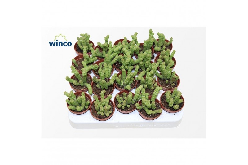 Crassula marnieriana Crassula Marneriana Mini 