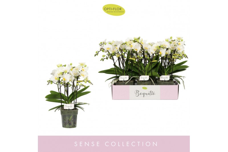 Phalaenopsis multiflora wit Boquetto Innocent 3-5 spike 30 bl. 3 tak/p 