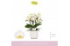 Phalaenopsis multiflora wit Boquetto Innocent 3-5 spike in Lazio White 
