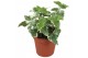 Hedera helix bont Hedera helix witbont10 - 14  cm 7 pp 