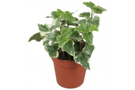 Hedera helix bont Hedera helix witbont10 - 14  cm 7 pp