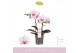 Phalaenopsis roze MyMonro Make-up 2 spike13 bl. 2 tak/plnt 