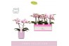 Phalaenopsis roze MyMonro Make-up 2 spike in Molise Lilac Aquo13 bl. 2