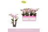 Phalaenopsis roze MyMonro Make up 4 Spike 40 bl. 4 tak/plnt