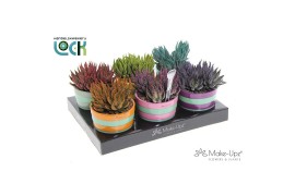 Haworthia Haworthia Zebrina mix in keramiek