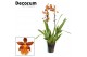 Colmanara orchid Cambria cascade 1 tak Catatante (Decorum)1 tak/plnt 
