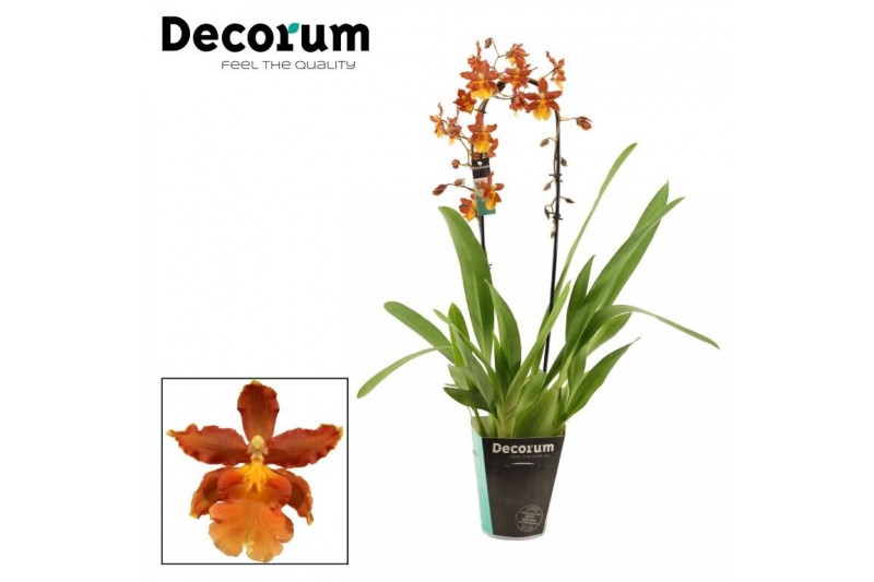 Colmanara orchid Cambria cascade 1 tak Catatante (Decorum)1 tak/plnt 