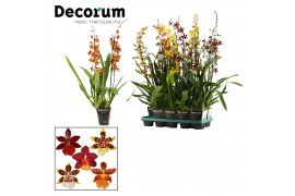 Cambria mix Cambria 2 tak mix XXL (Decorum)2 tak/plnt