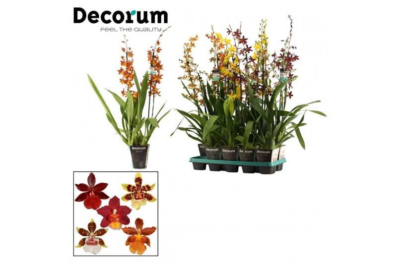 Cambria mix Cambria 2 tak mix XXL (Decorum)2 tak/plnt 