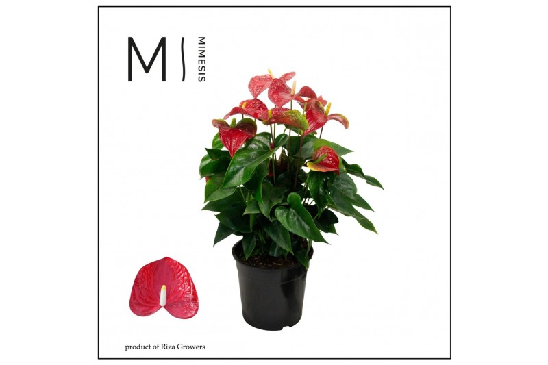 Anthurium andr. karma red Mimesis Anthurium KARMA Red8 bl. 2 pp 