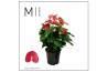 Anthurium andr. karma red Mimesis Anthurium KARMA Red8 bl. 2 pp