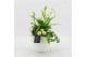 Arrangementen kamerplanten BAXM-2511W Xmas Fundamentals 3 pp 