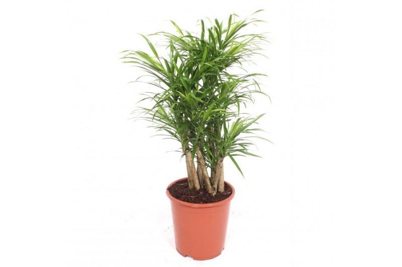 Dracaena reflexa anita Dracaena Anita1 pp 