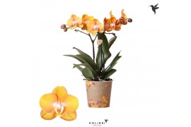 Phalaenopsis multiflora anthura las vegas Kolibri Orchids Phalaenopsis