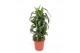 Dracaena fragr. hawaiian sunshine Dracaena Hawaiian Sunshine8 pp 