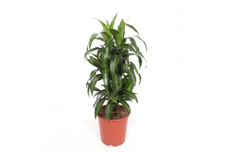 Dracaena fragr. hawaiian sunshine Dracaena Hawaiian Sunshine8 pp 