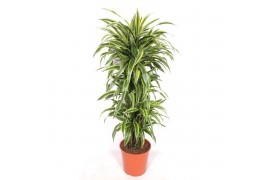Dracaena fragr. der. lemon lime Dracaena Lemon Lime12 pp