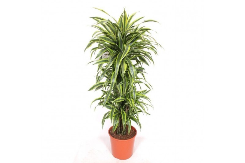Dracaena fragr. der. lemon lime Dracaena Lemon Lime12 pp 