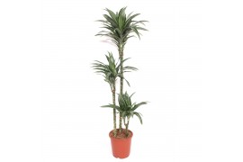 Dracaena fragr. der. ulises Dracaena Ulises3 pp