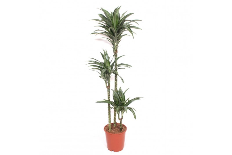 Dracaena fragr. der. ulises Dracaena Ulises3 pp 