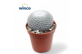 Mammillaria Mammillaria Microthele Superfina