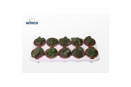 Euphorbia Euphorbia Green Elf Cristata