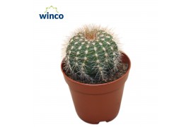 Parodia leninghausii Notocactus Schumanianum