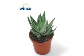 Gasteraloe aveo Gasteraloe Variegata1 pp