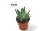 Gasteraloe aveo Gasteraloe Variegata1 pp