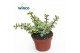 Portulacaria afra variagata Crassula Afra Variegata 