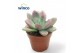 Echeveria Graptoveria Rosie Crow1 pp 