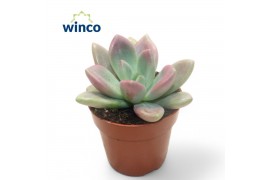 Echeveria Graptoveria Rosie Crow1 pp