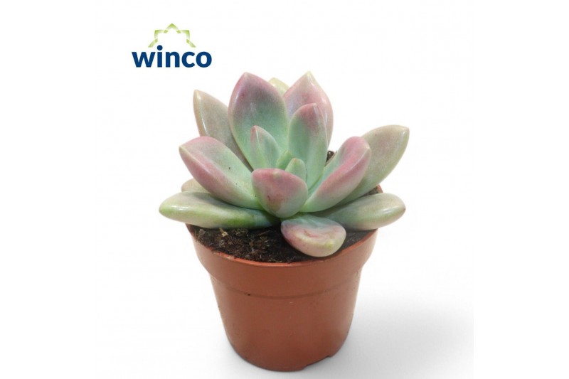 Echeveria Graptoveria Rosie Crow1 pp 