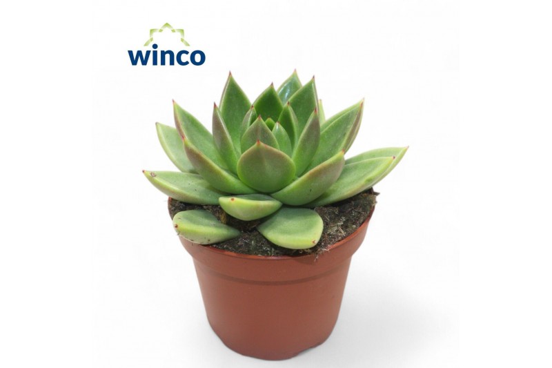 Echeveria miranda Echeveria Miranda1 bl. 